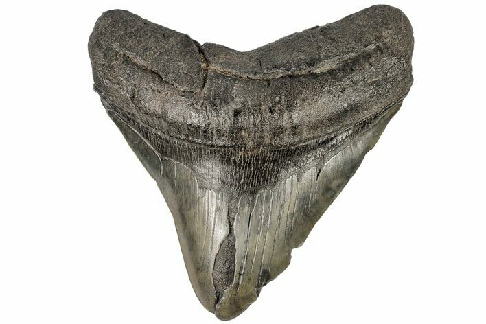 Fossil Megalodon Tooth - South Carolina #197890